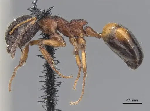 Dolichoderus plagiatus - CASENT0915561