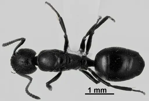 Dolichoderus pustulatus specimen