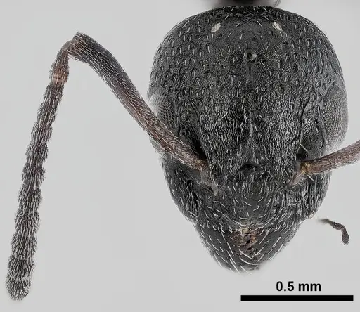 Dolichoderus pustulatus specimen