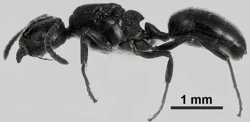 Dolichoderus pustulatus specimen