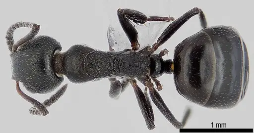 Dolichoderus pustulatus - ANTWEB1041578