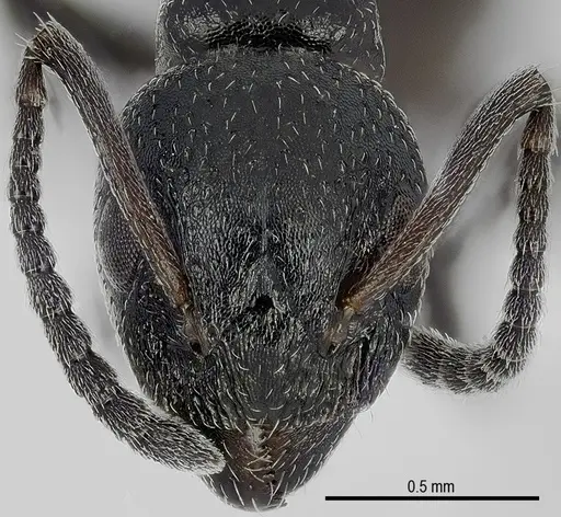 Dolichoderus pustulatus - ANTWEB1041578