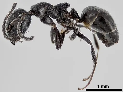 Dolichoderus pustulatus - ANTWEB1041578