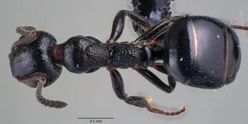 Dolichoderus pustulatus - ANTWEB1060083