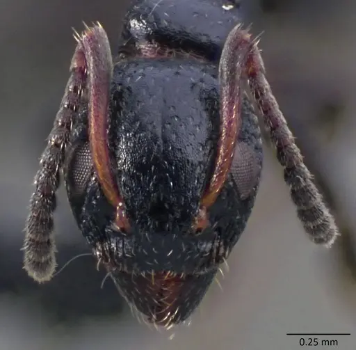 Dolichoderus pustulatus - ANTWEB1060083