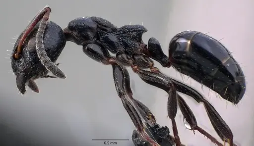 Dolichoderus pustulatus - ANTWEB1060083