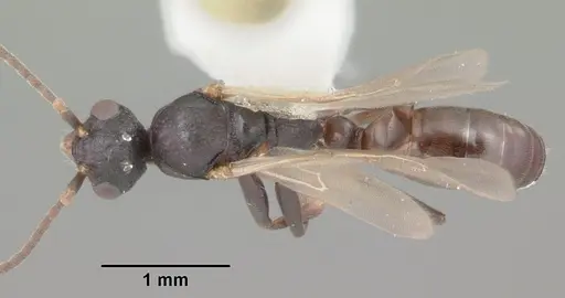 Dolichoderus pustulatus - CASENT0103853