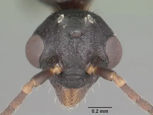 Dolichoderus pustulatus - CASENT0103853