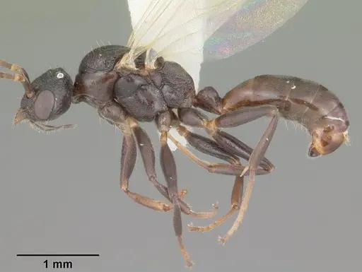 Dolichoderus pustulatus - CASENT0103853