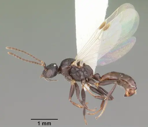 Dolichoderus pustulatus - CASENT0103853