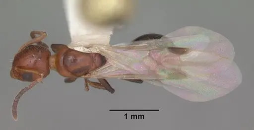 Dolichoderus pustulatus - CASENT0103854