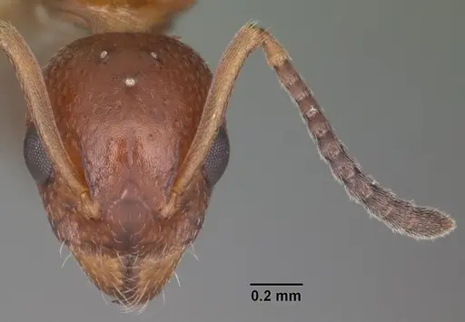 Dolichoderus pustulatus - CASENT0103854