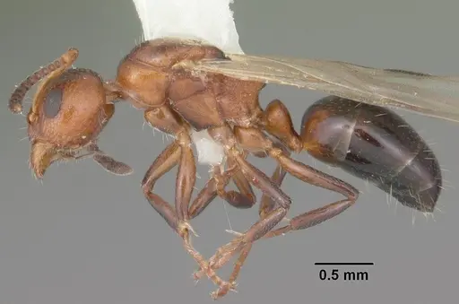 Dolichoderus pustulatus - CASENT0103854