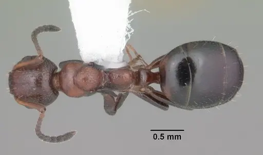 Dolichoderus pustulatus - CASENT0103855