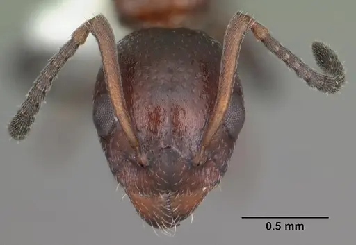 Dolichoderus pustulatus - CASENT0103855