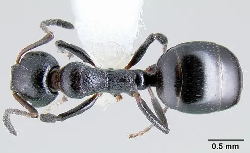 Dolichoderus pustulatus - CASENT0106164