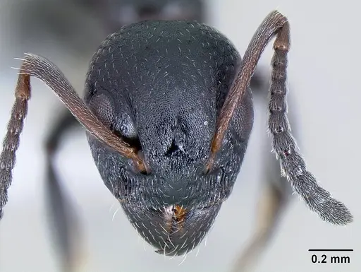 Dolichoderus pustulatus - CASENT0106164