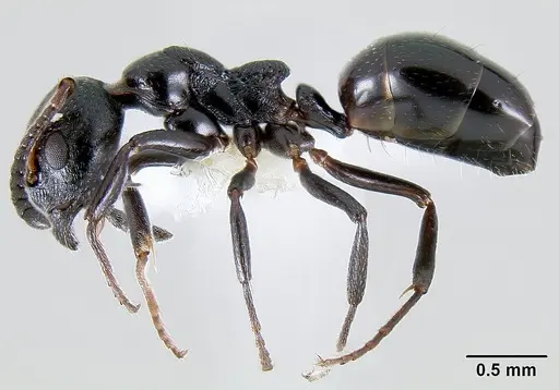 Dolichoderus pustulatus - CASENT0106164