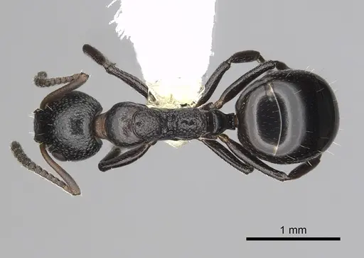 Dolichoderus pustulatus - CASENT0249577