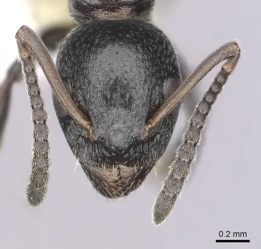 Dolichoderus pustulatus - CASENT0249577