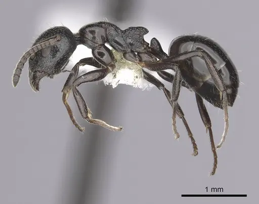 Dolichoderus pustulatus - CASENT0249577