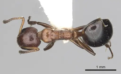 Dolichoderus pustulatus - CASENT0249578