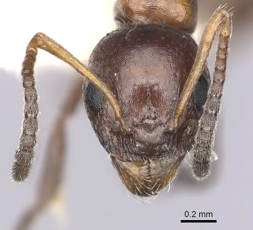 Dolichoderus pustulatus - CASENT0249578