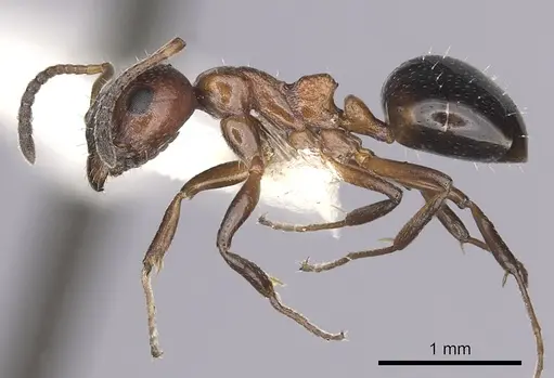 Dolichoderus pustulatus - CASENT0249578