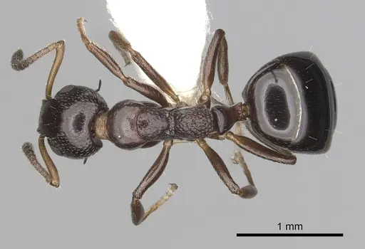 Dolichoderus pustulatus - CASENT0249579
