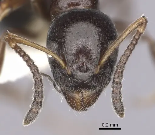 Dolichoderus pustulatus - CASENT0249579
