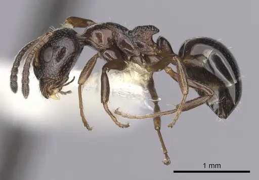 Dolichoderus pustulatus - CASENT0249579