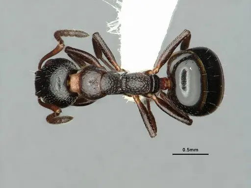 Dolichoderus pustulatus - CASENT0886073