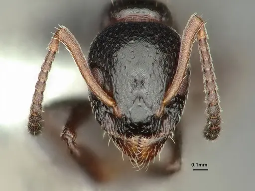 Dolichoderus pustulatus - CASENT0886073