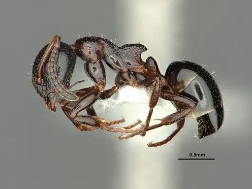 Dolichoderus pustulatus - CASENT0886073