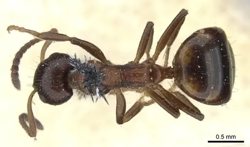 Dolichoderus pustulatus - CASENT0902960