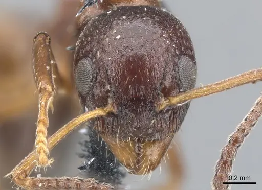 Dolichoderus pustulatus - CASENT0902960