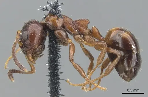 Dolichoderus pustulatus - CASENT0902960