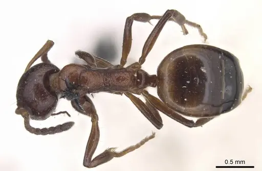 Dolichoderus pustulatus - CASENT0915564