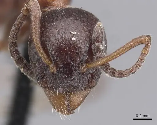 Dolichoderus pustulatus - CASENT0915564