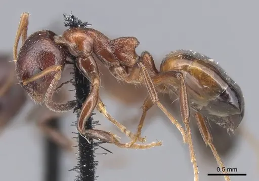 Dolichoderus pustulatus - CASENT0915564