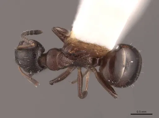 Dolichoderus pustulatus - FMNHINS0000045072