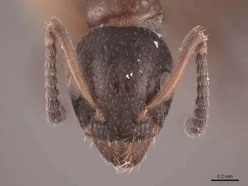 Dolichoderus pustulatus - FMNHINS0000045072