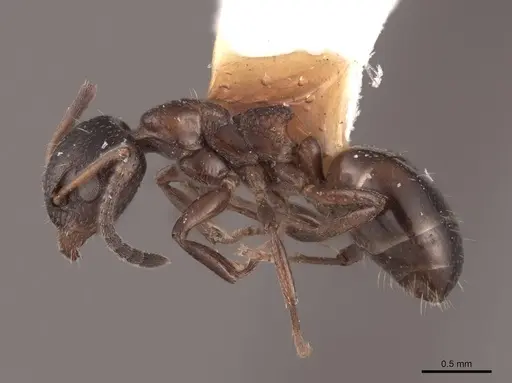 Dolichoderus pustulatus - FMNHINS0000045072
