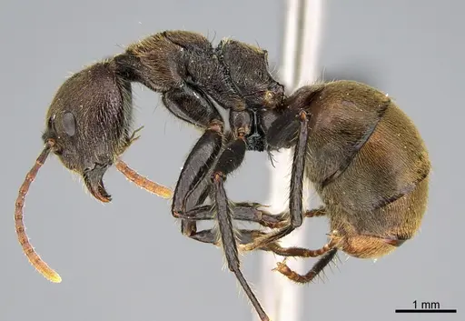 Dolichoderus quadridenticulatus specimen