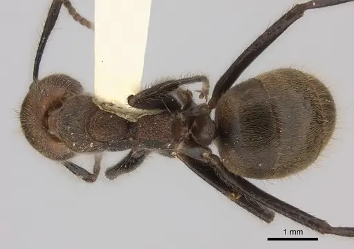 Dolichoderus quadridenticulatus - CASENT0217400