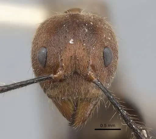 Dolichoderus quadridenticulatus - CASENT0217400