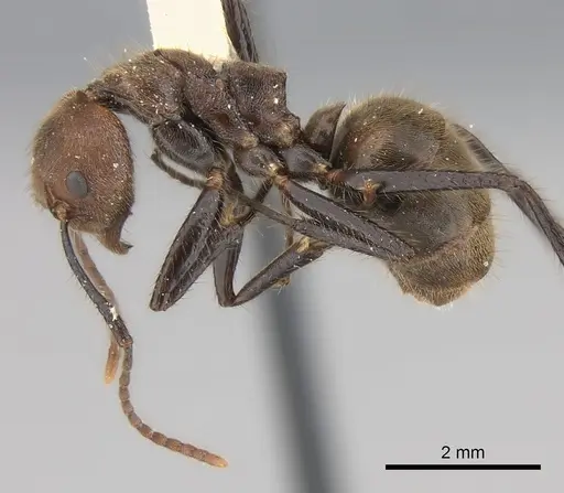 Dolichoderus quadridenticulatus - CASENT0217400