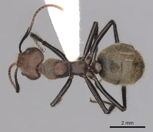 Dolichoderus quadridenticulatus - CASENT0249637