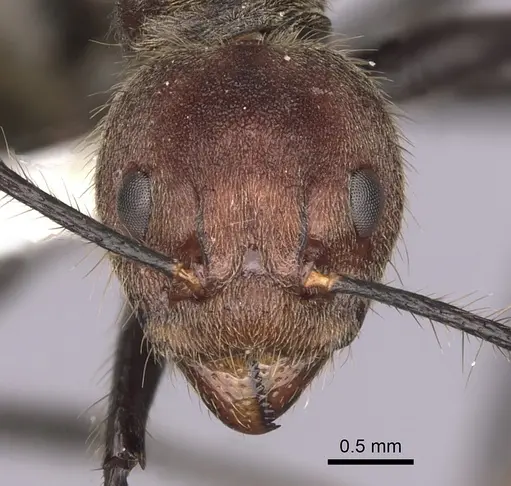 Dolichoderus quadridenticulatus - CASENT0249637