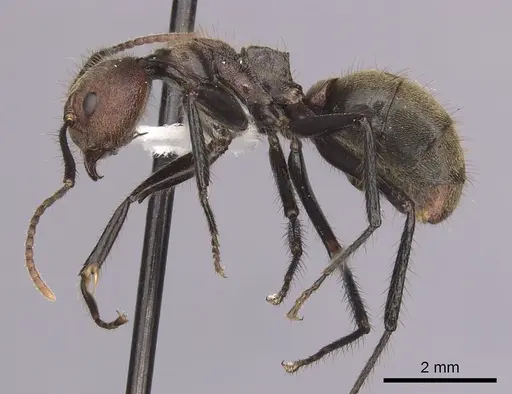 Dolichoderus quadridenticulatus - CASENT0249637